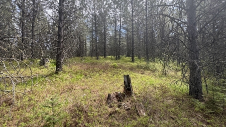 Land for Sale in Orofino Idaho in a Private 20 Acre Subdivision - image 12