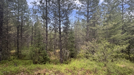 Land for Sale in Orofino Idaho in a Private 20 Acre Subdivision - image 9
