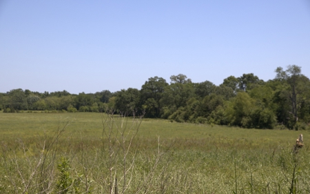 219.82 Acres of Pastureland in De Kalb TX For Sale - image 3
