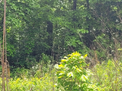 Small Acreage In Fulton County Arkansas - image 3