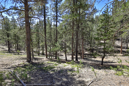 Build Your Mountain Retreat: Scenic Lot for Sale in Divide, CO - image 6