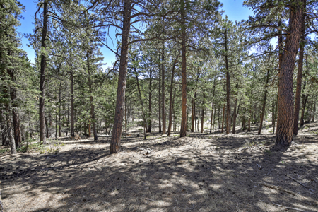 Build Your Mountain Retreat: Scenic Lot for Sale in Divide, CO - image 2