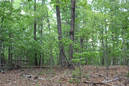 128 Acres of Privacy, Trails & Stream Frontage, VA - image 16