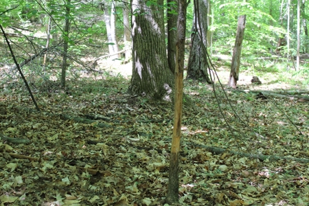 128 Acres of Privacy, Trails & Stream Frontage, VA - image 15