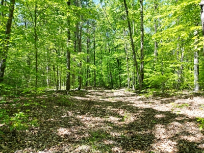 128 Acres of Privacy, Trails & Stream Frontage, VA - image 3
