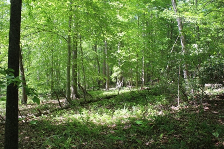 128 Acres of Privacy, Trails & Stream Frontage, VA - image 20