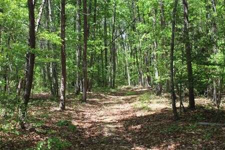128 Acres of Privacy, Trails & Stream Frontage, VA - image 9