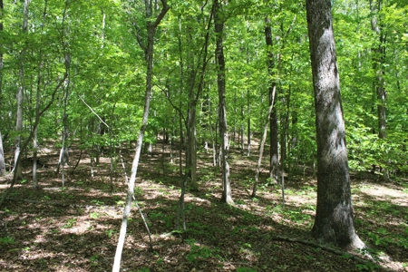 128 Acres of Privacy, Trails & Stream Frontage, VA - image 24