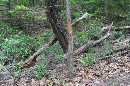 128 Acres of Privacy, Trails & Stream Frontage, VA - image 14