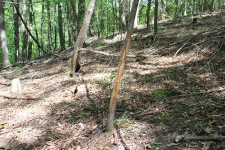 128 Acres of Privacy, Trails & Stream Frontage, VA - image 19