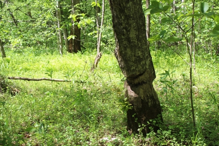 128 Acres of Privacy, Trails & Stream Frontage, VA - image 21
