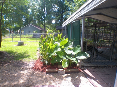 Cottage and Guest House For Sale Denham Springs, Louisiana - image 15