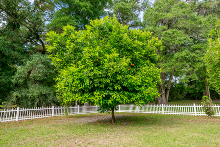 Riverwalk of Fanning Springs, FL - Gated Community Suwannee River - image 35
