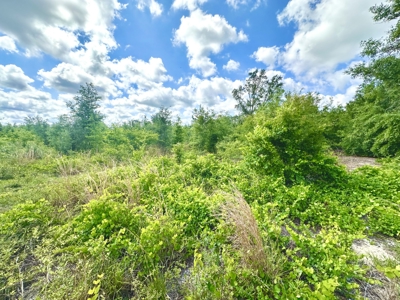 Land For Sale In Lafayette County!!! - image 2