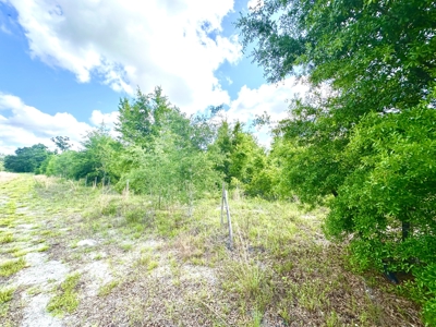 Land For Sale In Lafayette County!!! - image 3