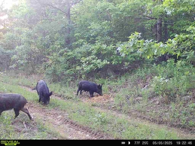 Kiamichi Mountain Land for Sale in Albion, Oklahoma - image 11