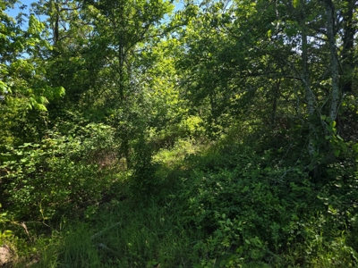 Kiamichi Mountain Land for Sale in Albion, Oklahoma - image 7