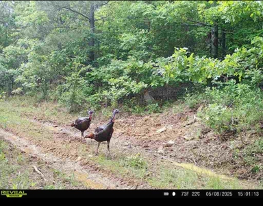 Kiamichi Mountain Land for Sale in Albion, Oklahoma - image 12
