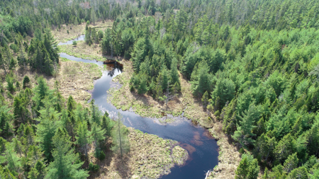 1206± Acres of Pristine Forestland - image 5