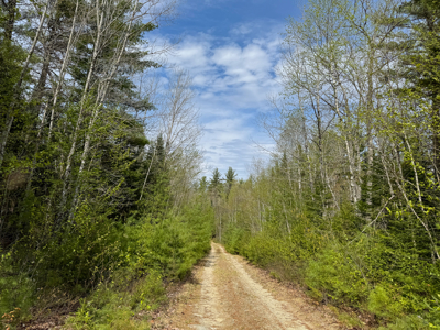 1206± Acres of Pristine Forestland - image 10