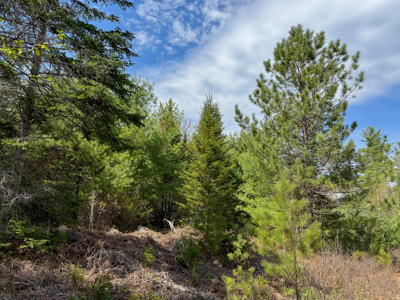 1206± Acres of Pristine Forestland - image 12