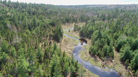 1206± Acres of Pristine Forestland - image 1