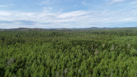 1206± Acres of Pristine Forestland - image 7