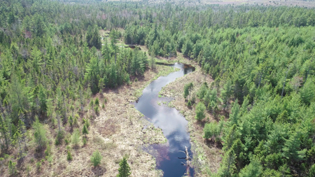 1206± Acres of Pristine Forestland - image 3