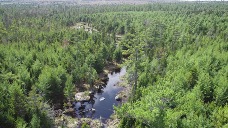 1206± Acres of Pristine Forestland - image 2