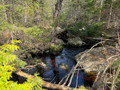 1206± Acres of Pristine Forestland - image 13