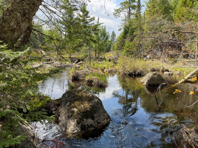 1206± Acres of Pristine Forestland - image 14
