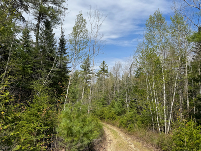 1206± Acres of Pristine Forestland - image 11