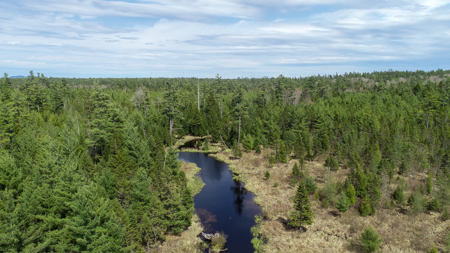 1206± Acres of Pristine Forestland - image 6