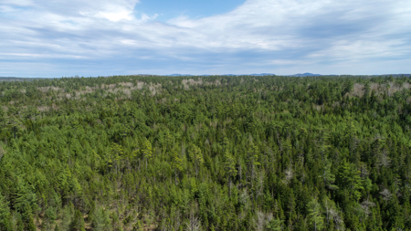 1206± Acres of Pristine Forestland - image 9