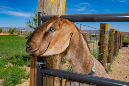 Horse / Farm Property in Small Town For Sale Northern AZ - image 20