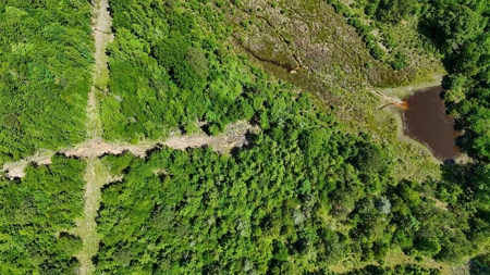 Secluded 12+ acre parcel in Jefferson, TX - image 17