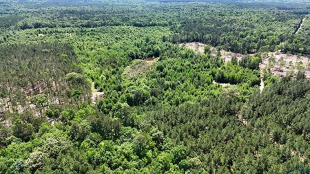 Secluded 12+ acre parcel in Jefferson, TX - image 3