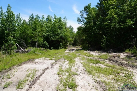 Secluded 12+ acre parcel in Jefferson, TX - image 13