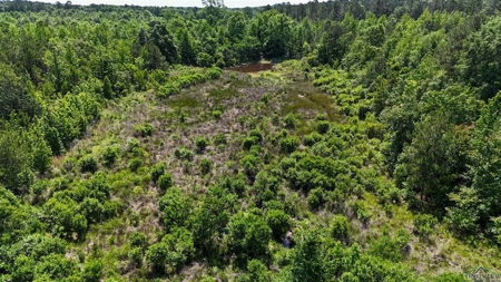 Secluded 12+ acre parcel in Jefferson, TX - image 5