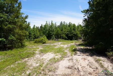 Secluded 12+ acre parcel in Jefferson, TX - image 2