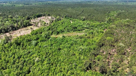 Secluded 12+ acre parcel in Jefferson, TX - image 1