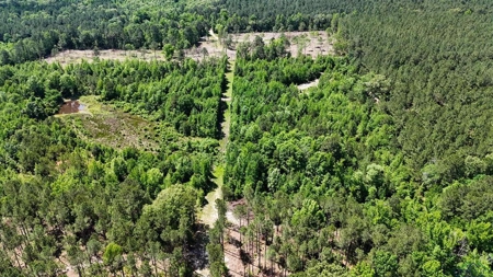 Secluded 12+ acre parcel in Jefferson, TX - image 22