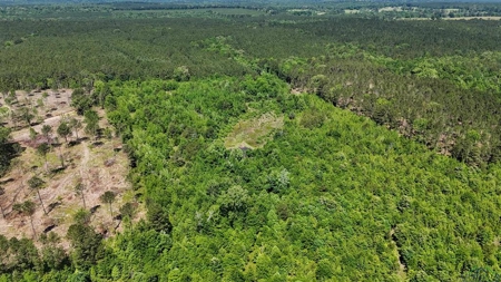 Secluded 12+ acre parcel in Jefferson, TX - image 10