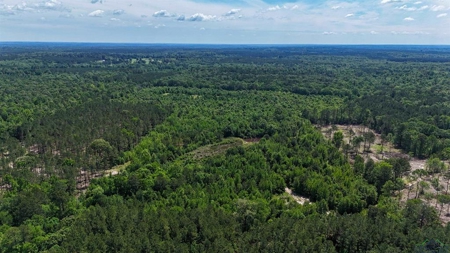 Secluded 12+ acre parcel in Jefferson, TX - image 8