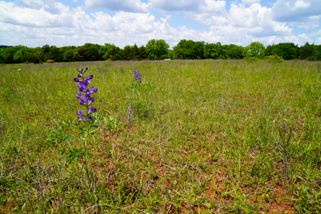 NO RESERVE REAL ESTATE AUCTION Tr 3 of 3 = 80 Acres +/- Agra, OK - image 4