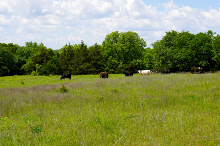 NO RESERVE REAL ESTATE AUCTION Tr 3 of 3 = 80 Acres +/- Agra, OK - image 5