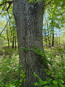 Land For Sale in Caldwell County MO – Prime Recreation Property - image 37
