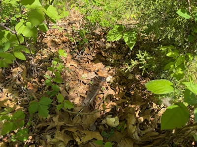 Land For Sale in Caldwell County MO – Prime Recreation Property - image 40
