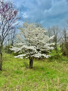 Land For Sale in Caldwell County MO – Prime Recreation Property - image 38