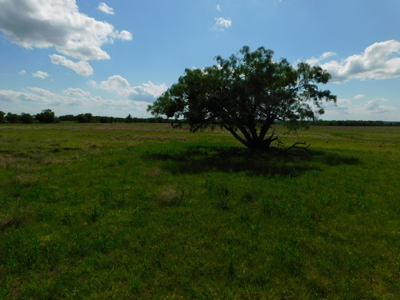 Great 178.09 plus Acres on the Coleman, Callahan County Line - image 25